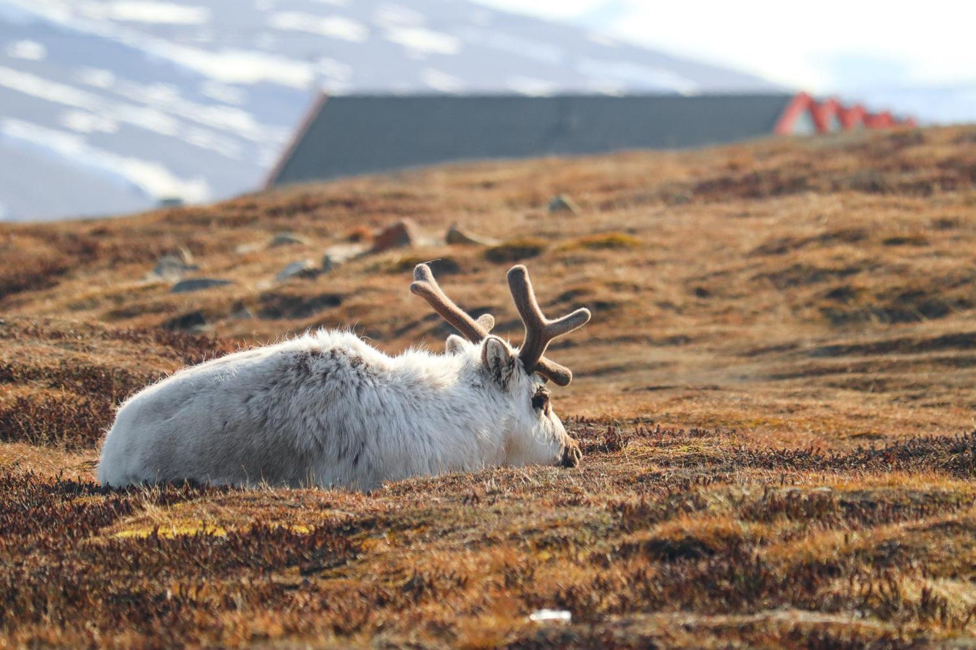 Radisson Blu Polar Hotel, Spitsbergen Лонгйир Экстерьер фото